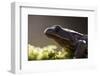 Common Frog {Rana Temporaria}, Backlit Portrait, Cornwall, UK. January 2012-Ross Hoddinott-Framed Photographic Print