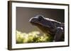Common Frog {Rana Temporaria}, Backlit Portrait, Cornwall, UK. January 2012-Ross Hoddinott-Framed Photographic Print