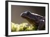 Common Frog {Rana Temporaria}, Backlit Portrait, Cornwall, UK. January 2012-Ross Hoddinott-Framed Photographic Print