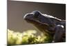 Common Frog {Rana Temporaria}, Backlit Portrait, Cornwall, UK. January 2012-Ross Hoddinott-Mounted Photographic Print