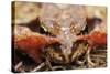 Common Frog (Rana Temporaria) Close-Up, Yli-Vuoki Old Forest Reserve, Suomussalmi, Finland-Widstrand-Stretched Canvas