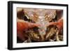 Common Frog (Rana Temporaria) Close-Up, Yli-Vuoki Old Forest Reserve, Suomussalmi, Finland-Widstrand-Framed Photographic Print