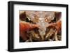 Common Frog (Rana Temporaria) Close-Up, Yli-Vuoki Old Forest Reserve, Suomussalmi, Finland-Widstrand-Framed Photographic Print