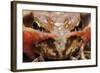 Common Frog (Rana Temporaria) Close-Up, Yli-Vuoki Old Forest Reserve, Suomussalmi, Finland-Widstrand-Framed Photographic Print
