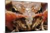 Common Frog (Rana Temporaria) Close-Up, Yli-Vuoki Old Forest Reserve, Suomussalmi, Finland-Widstrand-Mounted Photographic Print