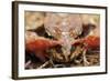 Common Frog (Rana Temporaria) Close-Up, Yli-Vuoki Old Forest Reserve, Suomussalmi, Finland-Widstrand-Framed Photographic Print