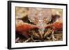 Common Frog (Rana Temporaria) Close-Up, Yli-Vuoki Old Forest Reserve, Suomussalmi, Finland-Widstrand-Framed Photographic Print