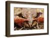 Common Frog (Rana Temporaria) Close-Up, Yli-Vuoki Old Forest Reserve, Suomussalmi, Finland-Widstrand-Framed Photographic Print