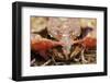 Common Frog (Rana Temporaria) Close-Up, Yli-Vuoki Old Forest Reserve, Suomussalmi, Finland-Widstrand-Framed Photographic Print