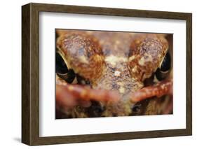 Common Frog (Rana Temporaria) Close-Up, Yli-Vuoki Old Forest Reserve, Suomussalmi, Finland-Widstrand-Framed Photographic Print