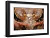 Common Frog (Rana Temporaria) Close-Up, Yli-Vuoki Old Forest Reserve, Suomussalmi, Finland-Widstrand-Framed Photographic Print