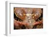 Common Frog (Rana Temporaria) Close-Up, Yli-Vuoki Old Forest Reserve, Suomussalmi, Finland-Widstrand-Framed Photographic Print