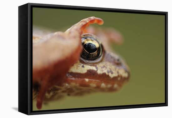 Common Frog (Rana Temporaria) Head, Yli-Vuoki Old Forest Reserve, Suomussalmi, Finland, September-Widstrand-Framed Stretched Canvas