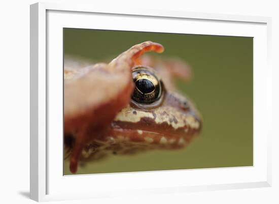 Common Frog (Rana Temporaria) Head, Yli-Vuoki Old Forest Reserve, Suomussalmi, Finland, September-Widstrand-Framed Photographic Print