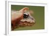Common Frog (Rana Temporaria) Head, Yli-Vuoki Old Forest Reserve, Suomussalmi, Finland, September-Widstrand-Framed Photographic Print