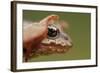 Common Frog (Rana Temporaria) Head, Yli-Vuoki Old Forest Reserve, Suomussalmi, Finland, September-Widstrand-Framed Photographic Print