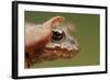 Common Frog (Rana Temporaria) Head, Yli-Vuoki Old Forest Reserve, Suomussalmi, Finland, September-Widstrand-Framed Photographic Print