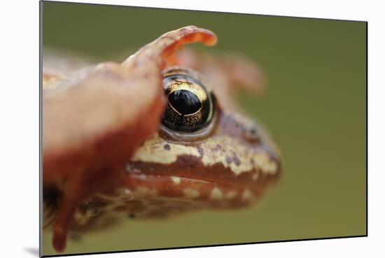 Common Frog (Rana Temporaria) Head, Yli-Vuoki Old Forest Reserve, Suomussalmi, Finland, September-Widstrand-Mounted Photographic Print