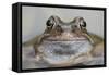 Common Frog (Rana Temporaria) in Garden Pond, Warwickshire, England, UK, March-Mark Hamblin-Framed Stretched Canvas