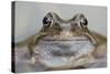 Common Frog (Rana Temporaria) in Garden Pond, Warwickshire, England, UK, March-Mark Hamblin-Stretched Canvas