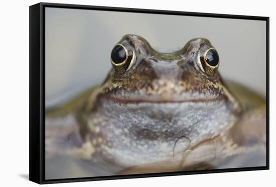Common Frog (Rana Temporaria) in Garden Pond, Warwickshire, England, UK, March-Mark Hamblin-Framed Stretched Canvas