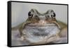 Common Frog (Rana Temporaria) in Garden Pond, Warwickshire, England, UK, March-Mark Hamblin-Framed Stretched Canvas