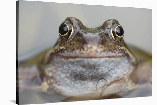 Common Frog (Rana Temporaria) in Garden Pond, Warwickshire, England, UK, March-Mark Hamblin-Stretched Canvas