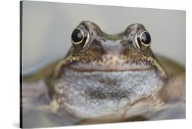 Common Frog (Rana Temporaria) in Garden Pond, Warwickshire, England, UK, March-Mark Hamblin-Stretched Canvas