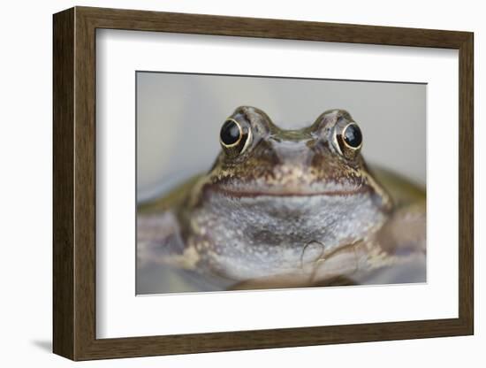 Common Frog (Rana Temporaria) in Garden Pond, Warwickshire, England, UK, March-Mark Hamblin-Framed Photographic Print