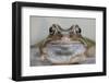 Common Frog (Rana Temporaria) in Garden Pond, Warwickshire, England, UK, March-Mark Hamblin-Framed Photographic Print