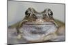 Common Frog (Rana Temporaria) in Garden Pond, Warwickshire, England, UK, March-Mark Hamblin-Mounted Photographic Print