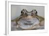 Common Frog (Rana Temporaria) in Garden Pond, Warwickshire, England, UK, March-Mark Hamblin-Framed Photographic Print