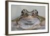 Common Frog (Rana Temporaria) in Garden Pond, Warwickshire, England, UK, March-Mark Hamblin-Framed Photographic Print