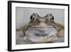 Common Frog (Rana Temporaria) in Garden Pond, Warwickshire, England, UK, March-Mark Hamblin-Framed Photographic Print