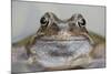Common Frog (Rana Temporaria) in Garden Pond, Warwickshire, England, UK, March-Mark Hamblin-Mounted Photographic Print