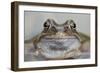 Common Frog (Rana Temporaria) in Garden Pond, Warwickshire, England, UK, March-Mark Hamblin-Framed Photographic Print