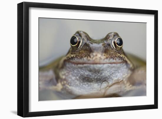 Common Frog (Rana Temporaria) in Garden Pond, Warwickshire, England, UK, March-Mark Hamblin-Framed Photographic Print