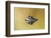 Common Frog (Rana Temporaria) in Garden Pond, Warwickshire, England, UK, March-Mark Hamblin-Framed Photographic Print