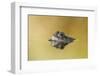 Common Frog (Rana Temporaria) in Garden Pond, Warwickshire, England, UK, March-Mark Hamblin-Framed Photographic Print