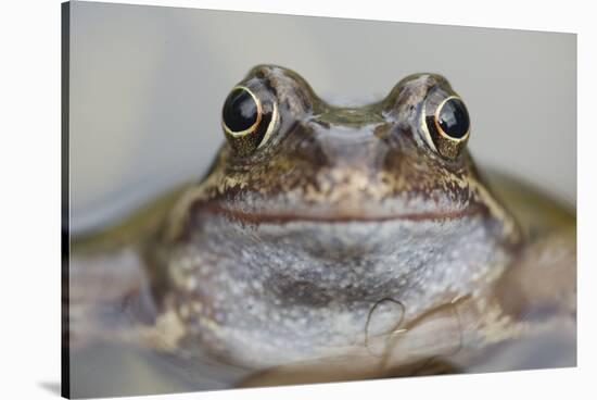 Common Frog (Rana Temporaria) in Garden Pond, Warwickshire, England, UK, March-Mark Hamblin-Stretched Canvas