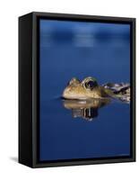 Common Frog (Rana Temporaria) Resting at Surface-Jane Burton-Framed Stretched Canvas