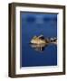 Common Frog (Rana Temporaria) Resting at Surface-Jane Burton-Framed Premium Photographic Print