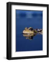 Common Frog (Rana Temporaria) Resting at Surface-Jane Burton-Framed Premium Photographic Print