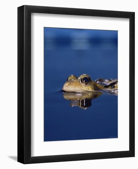 Common Frog (Rana Temporaria) Resting at Surface-Jane Burton-Framed Premium Photographic Print