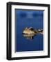 Common Frog (Rana Temporaria) Resting at Surface-Jane Burton-Framed Premium Photographic Print