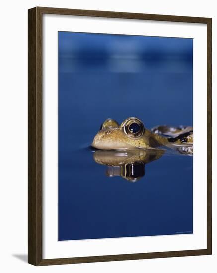 Common Frog (Rana Temporaria) Resting at Surface-Jane Burton-Framed Photographic Print