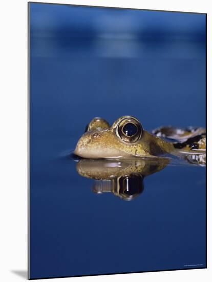 Common Frog (Rana Temporaria) Resting at Surface-Jane Burton-Mounted Photographic Print