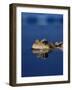 Common Frog (Rana Temporaria) Resting at Surface-Jane Burton-Framed Photographic Print