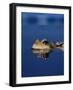 Common Frog (Rana Temporaria) Resting at Surface-Jane Burton-Framed Photographic Print