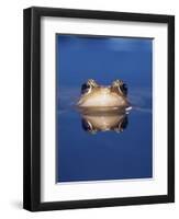 Common Frog (Rana Temporaria) Wiping Eye with Nictating Membrane-Jane Burton-Framed Premium Photographic Print